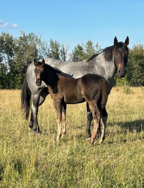 #18 Name Pending - 11 June 25, AQHA, Smoky Black, Filly (Robins Cooke) X (Bunnys Roan Robin)